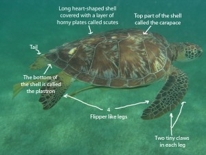 Turtle Anatomy - Epic Sea Turtle Site